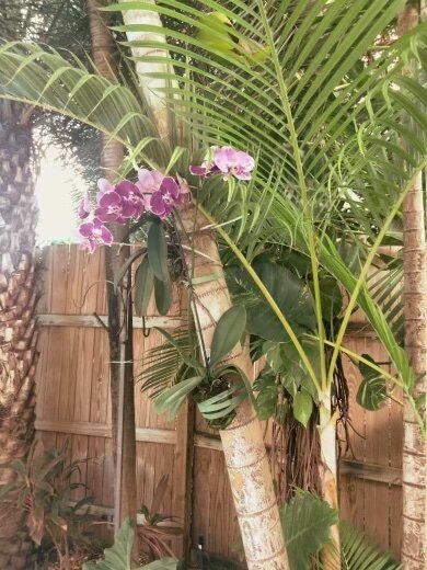 Garden area